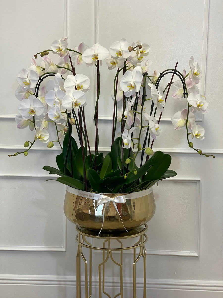 Orchids