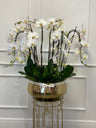 Luxury Orchids