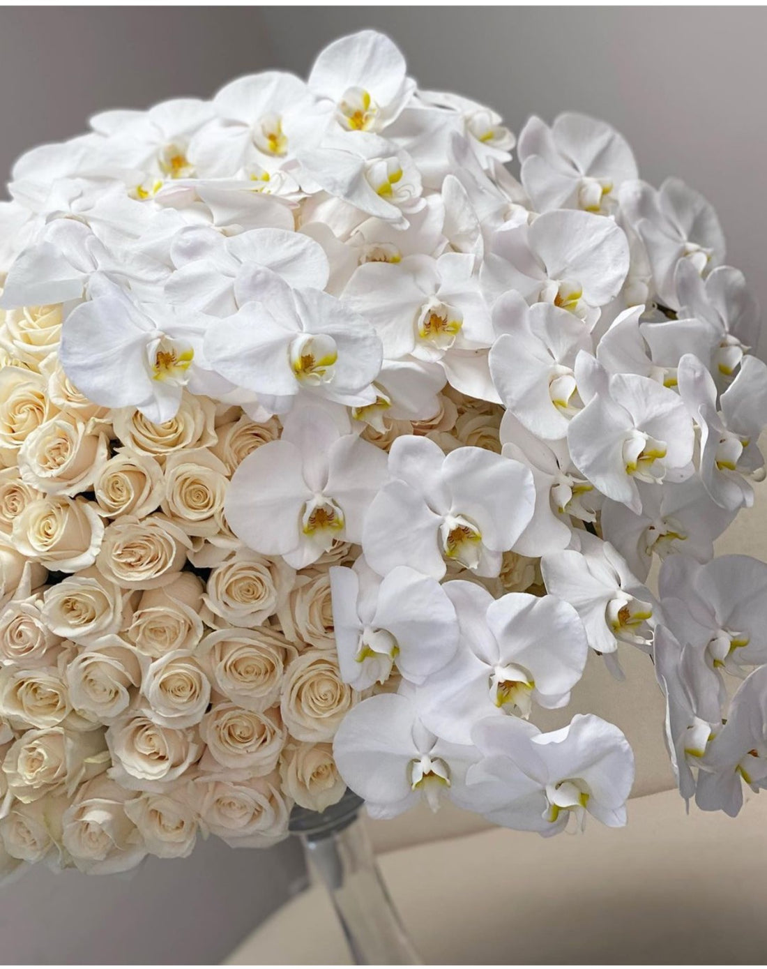 Orquídeas blancas