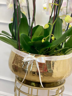 
                    
                      Orquídeas de lujo
                    
                  