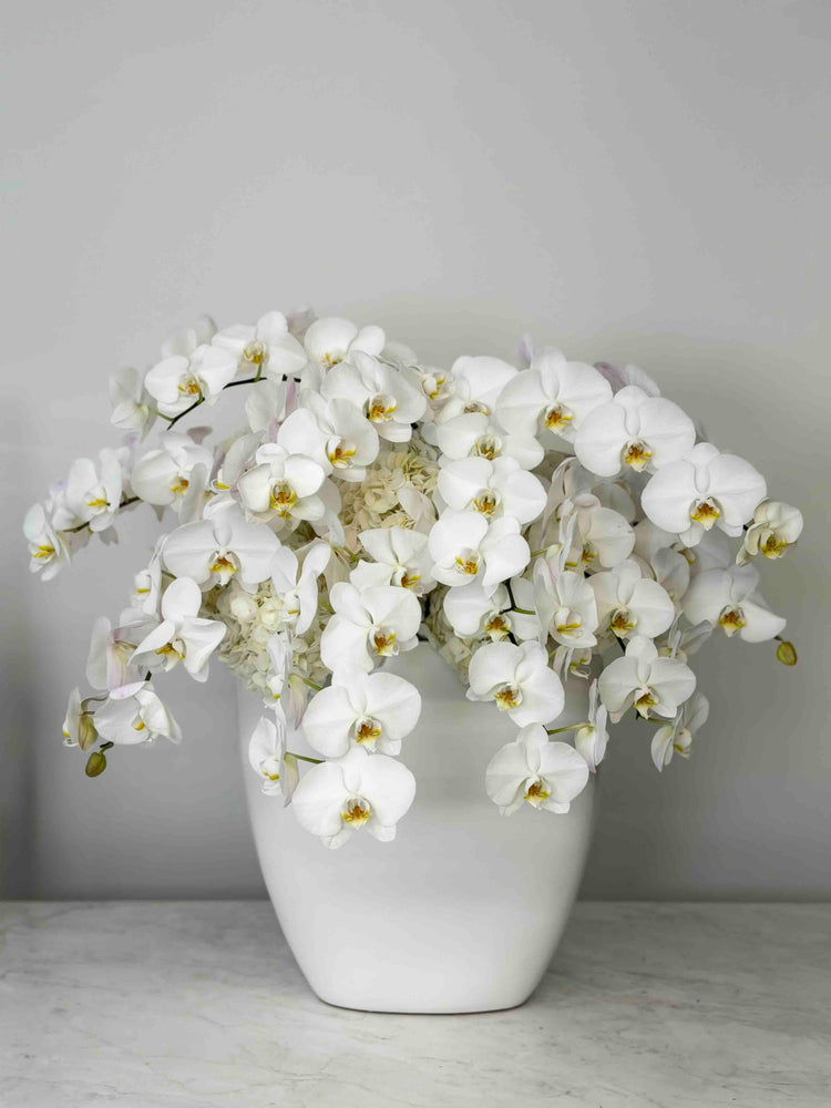 Luxury white Phalaenopsis orchid arrangement with cascading orchid stems and white hydrangeas in a modern white ceramic vase