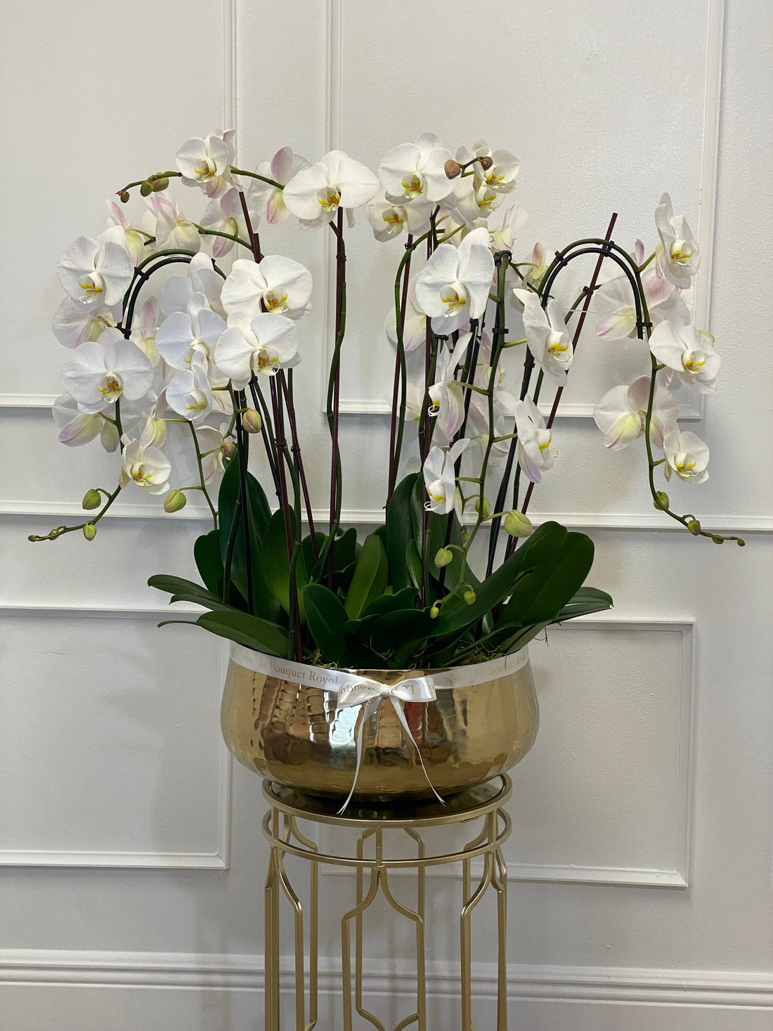 Orquídeas de lujo