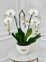 3 orquídeas