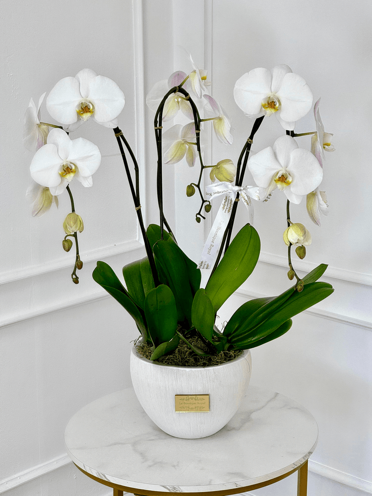 3 orquídeas